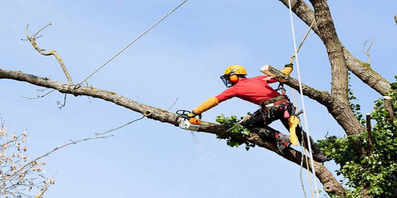 Tree Trimming Software