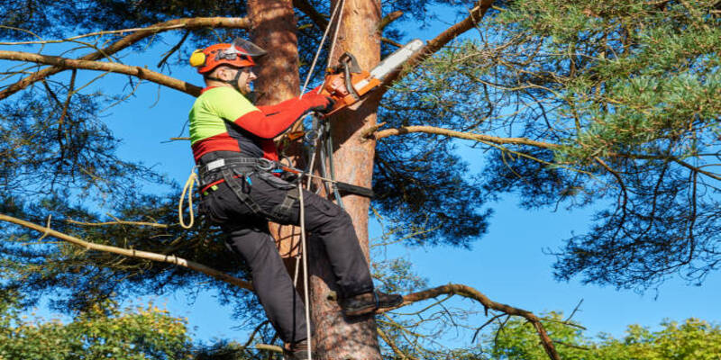 Tree Arborists Software