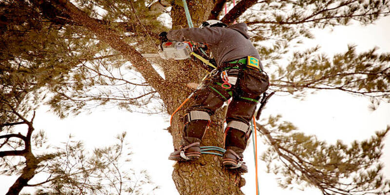 Software for Tree Trimming