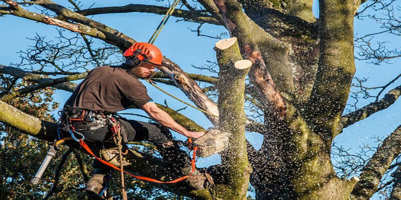 Top Rated Software for Tree Arborists (Rated by Tree Trimming Companies)